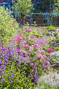 Pink hydrangea tree varieties