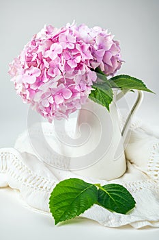 Pink hydrangea in a vase on a white background