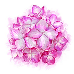 Pink hydrangea on white background photo