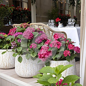 Pink hydrangeas in decorative pots