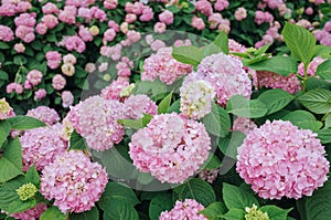 Pink hydrangeas flower