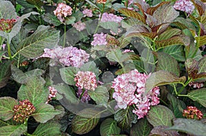 Pink hydrangeas flower