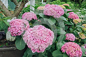 Pink hydrangeas flower