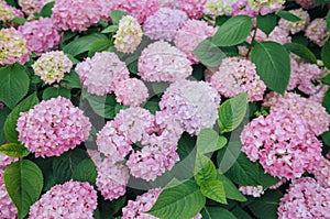 Pink hydrangeas flower