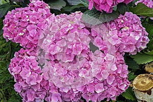 Pink hydrangeas flowers close-up, hydrangea macrophylla, hortensia, popular ornamental plants, grown for their large