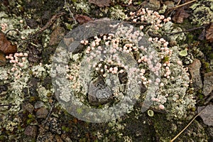 Pink hypogymnia lichen on rocky soil, Moosic Mountain, Pennsylvania