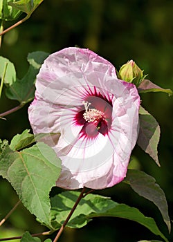 Pink ibiscus flower in the sun