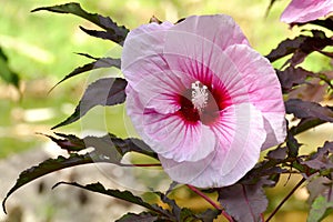 Pink ibiscus flower in the sun