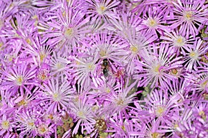 Pink ice plant with bee. Drosanthemum floribundum, rodondo creeper, pale dewplant, or dew-flower photo