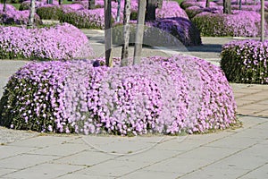 Pink ice plant. Drosanthemum floribundum, rodondo creeper, pale dewplant, or dew-flower photo