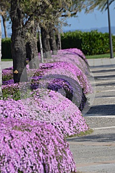 Pink ice plant round beds. Drosanthemum floribundum, rodondo creeper, pale dewplant, or dew-flower photo