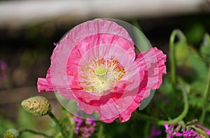 A pink Iceland poppy flower at full bloom in the summer