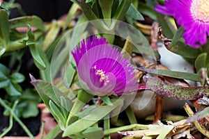 Pink iceplant Carpobrotus edulis