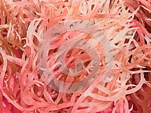 Pink Immature Coral