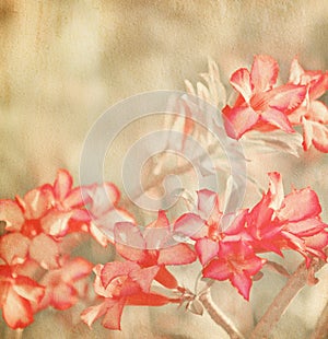 Pink Impala Lily
