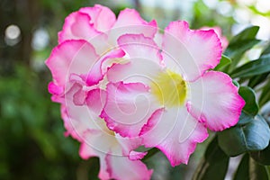 Pink impala lily flower