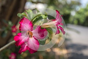 Pink Impala Lily flower