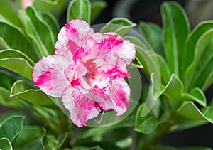 Pink Impala Lily flower