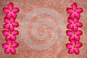 Pink impala lily flower on wooden background