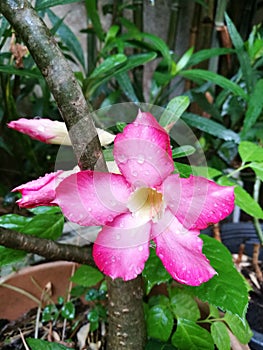 Pink impala lily with water drops