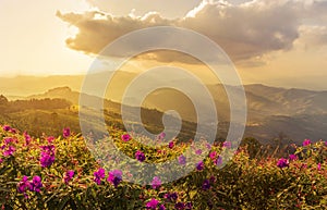 Pink impatiens balsamina flowers at doi chang mup Chiangrai,Thailand on sunset time