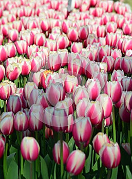 Pink Impression Tulips at Veldheer Tulip Garden in Holland