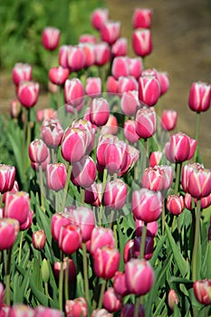 Pink Impression Tulips at the at Veldheer Tulip Garden in Holland