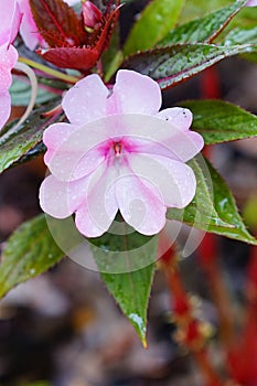 Pink Infinity Electric Cherry New Guinea and morning dew