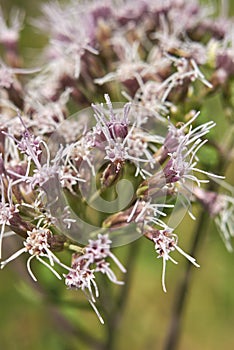 Pink inflorescence close up of Eupatorium cannabinum