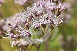 Pink inflorescence close up of Eupatorium cannabinum