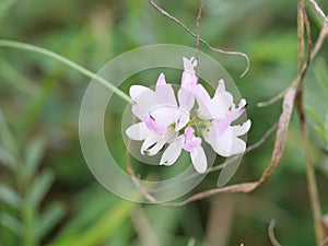 The pink inflorescence of a crownvetch or purple crown vetch Securigera varia or Coronilla varia in October near Würzburg