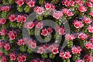 Pink inflorescence of Echium Wildpretii or Tajinaste rojo flower