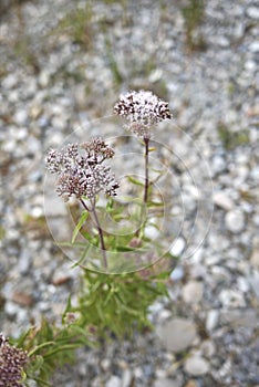 Pink inflorescence of Eupatorium cannabinum