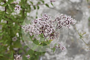 Pink inflorescence of Eupatorium cannabinum