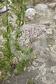 Pink inflorescence of Eupatorium cannabinum