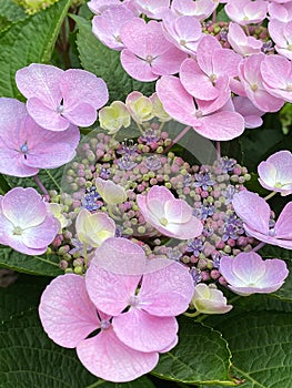 Pink inflorescence of a hydrangea macrophylla variety Taller Blue with sterile and fertile flowers, close-up