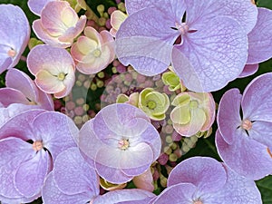 Pink inflorescence of a hydrangea macrophylla variety Taller Blue with sterile and fertile flowers, close-up