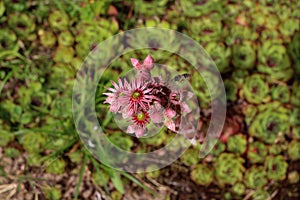 Pink inflorescence of the plant molodilo Latin SempervÃ­vum or stone rose, to which the wasp flies, against the background of