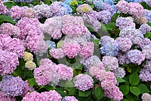 Pink inflorescences of a hydrangea Hydrangea L. close up