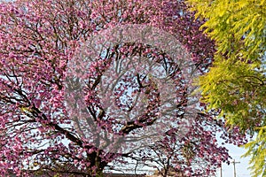 Pink ipe tree Tabebuia impetiginosa blooming in the spring season photo
