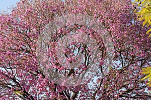 Pink ipe tree Tabebuia impetiginosa blooming in the spring season photo