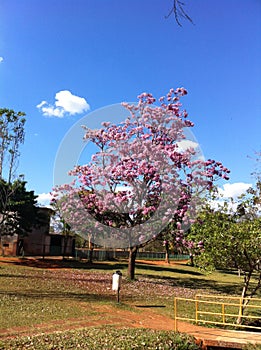 Pink ipe tree photo