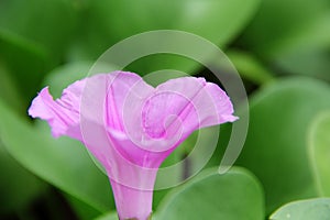 Pink Ipomoea flower