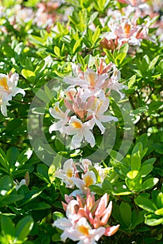 Pink Irene Koster rhododendron flowers macro selective focus