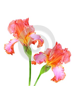 Pink Iris photo