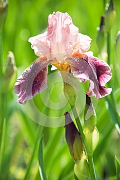 Pink iris flower in the garden