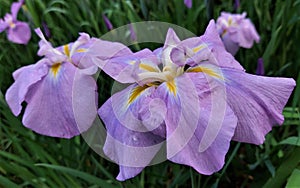 Pink iris flower. Iris flower in summer
