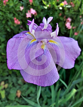 Pink iris flower. Iris flower in summer