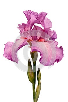 Iris flower photo