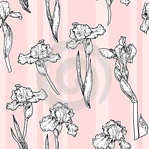 Pink iris pattern photo